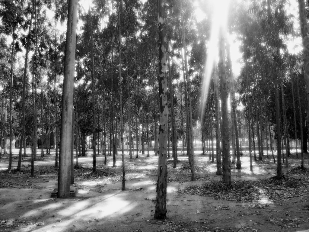 Parque Euclides Dourado (Foto) Márcio Ancelmo