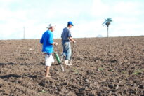 Plantando feijão