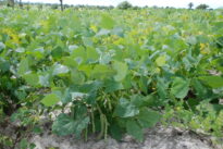 Agricultura da Cidade de São João