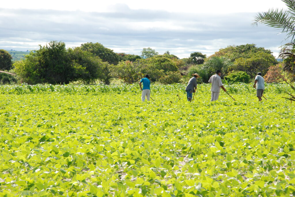Agricultura da Cidade de São João