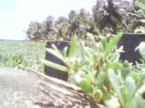 Praia