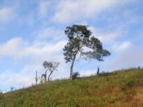 Paisagens do Sertão Central