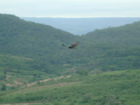 Morro do Chapéu