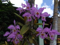 Flores Naturais
