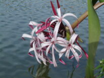 Flores Naturais