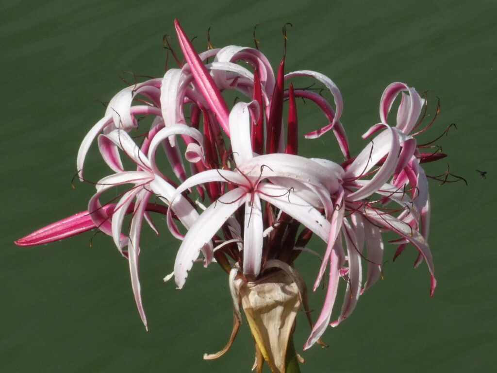 Flores Naturais