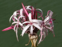 Flores Naturais