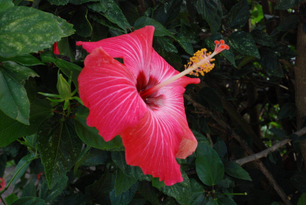 Flores Naturais