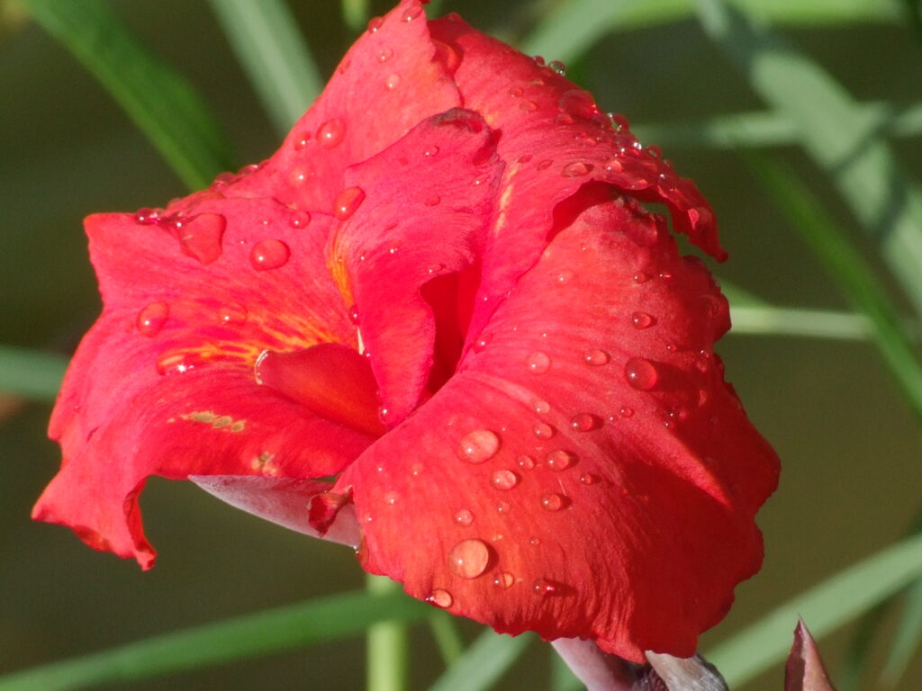 Flores Naturais
