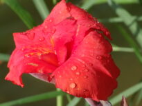 Flores Naturais