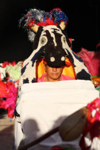 Boi PavÃ£o de Limoeiro
