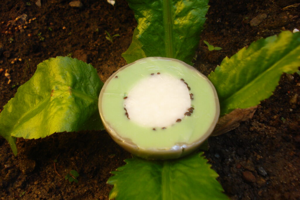 meia esfera media(kiwi)