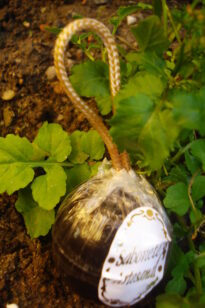 esfera pequena (diversos)