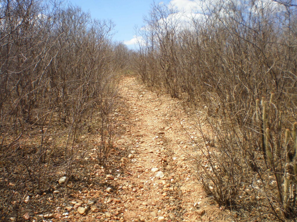 Veredas do sertão
