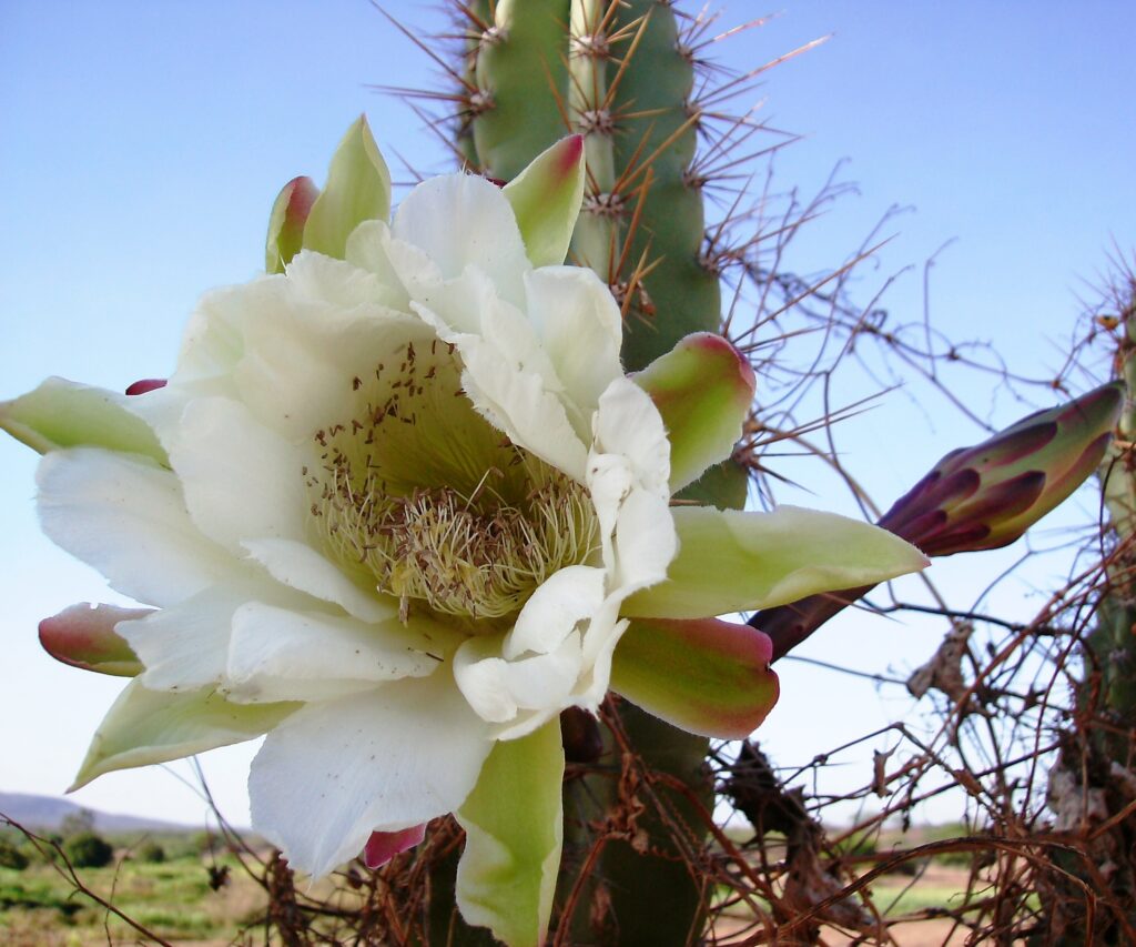 FLOR DE MANDACARU
