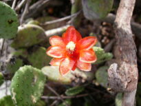 FLOR DE PALMATÓRIA