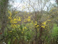 FLORADAS NO SERTÃO