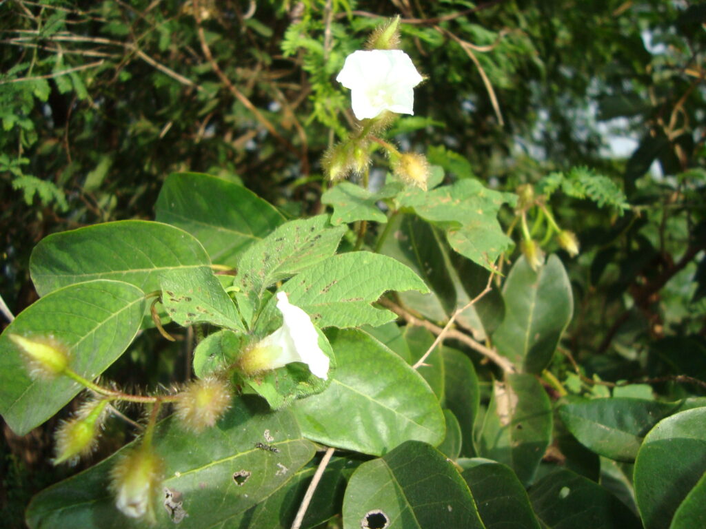 FLORADAS NO SERTÃO