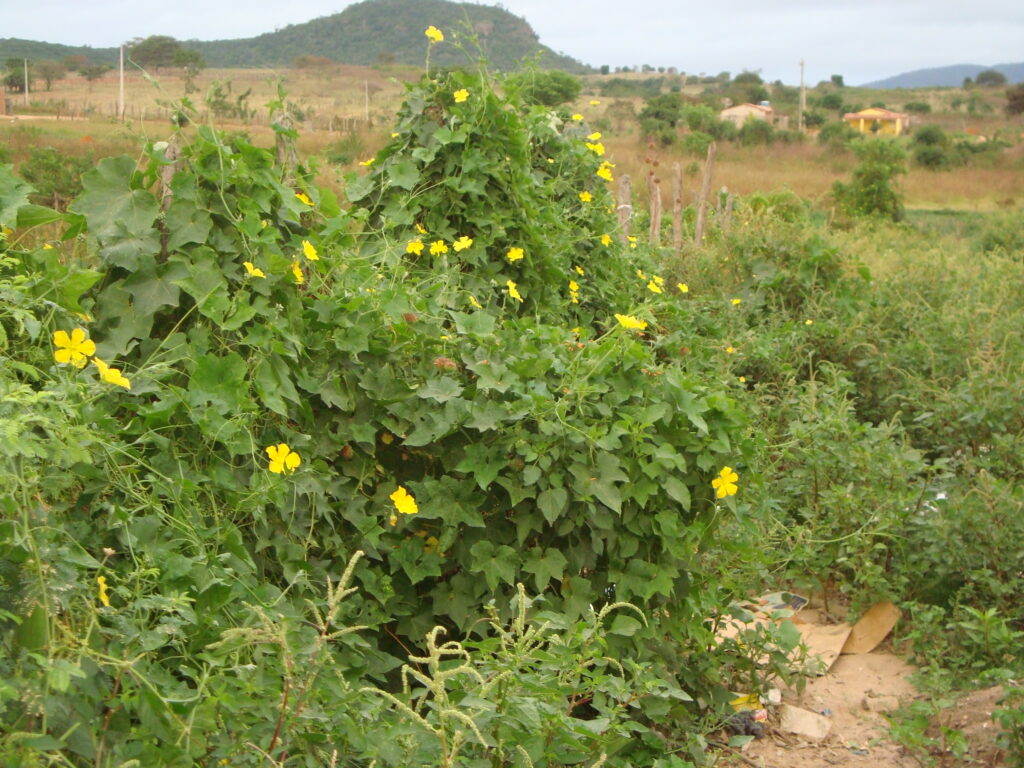 FLORADAS NO SERTÃO