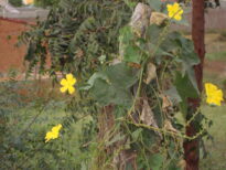 FLORADAS NO SERTÃO