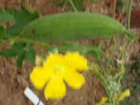FLORADAS NO SERTÃO