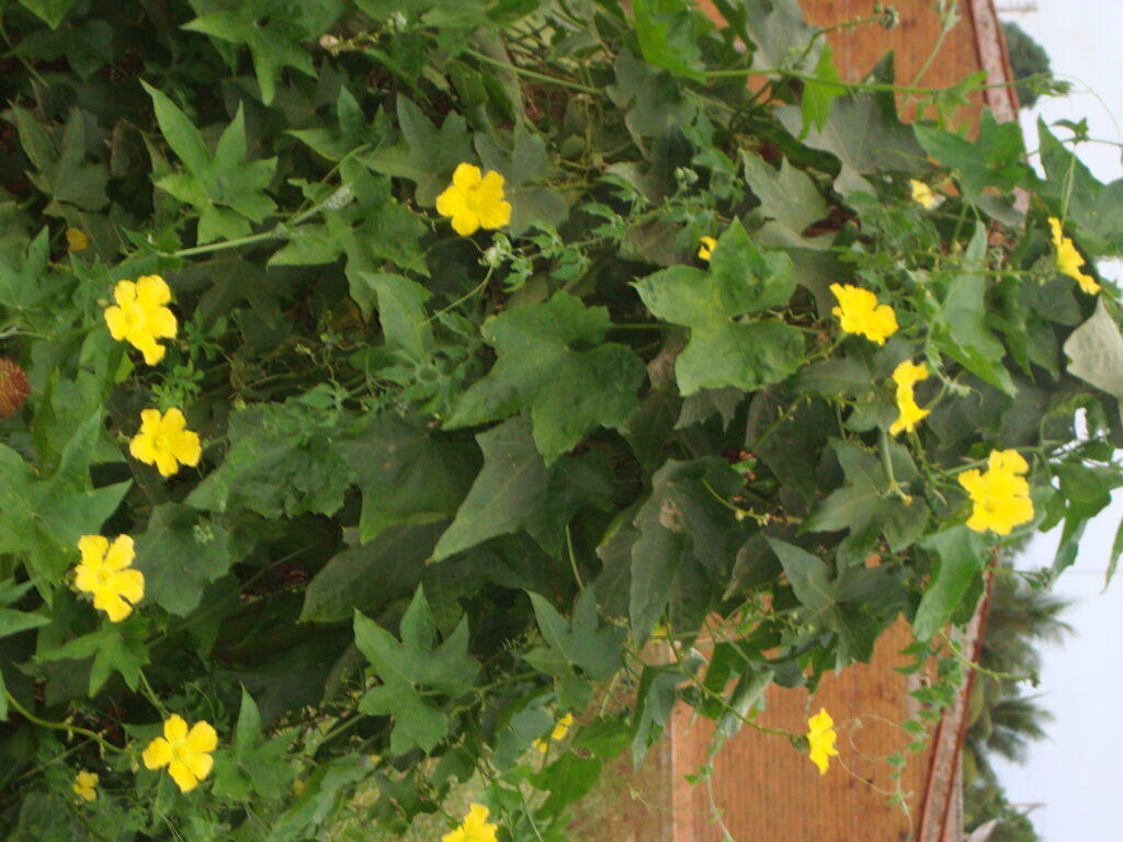 FLORADAS NO SERTÃO