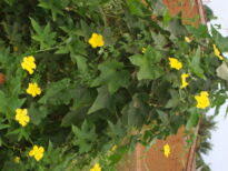 FLORADAS NO SERTÃO