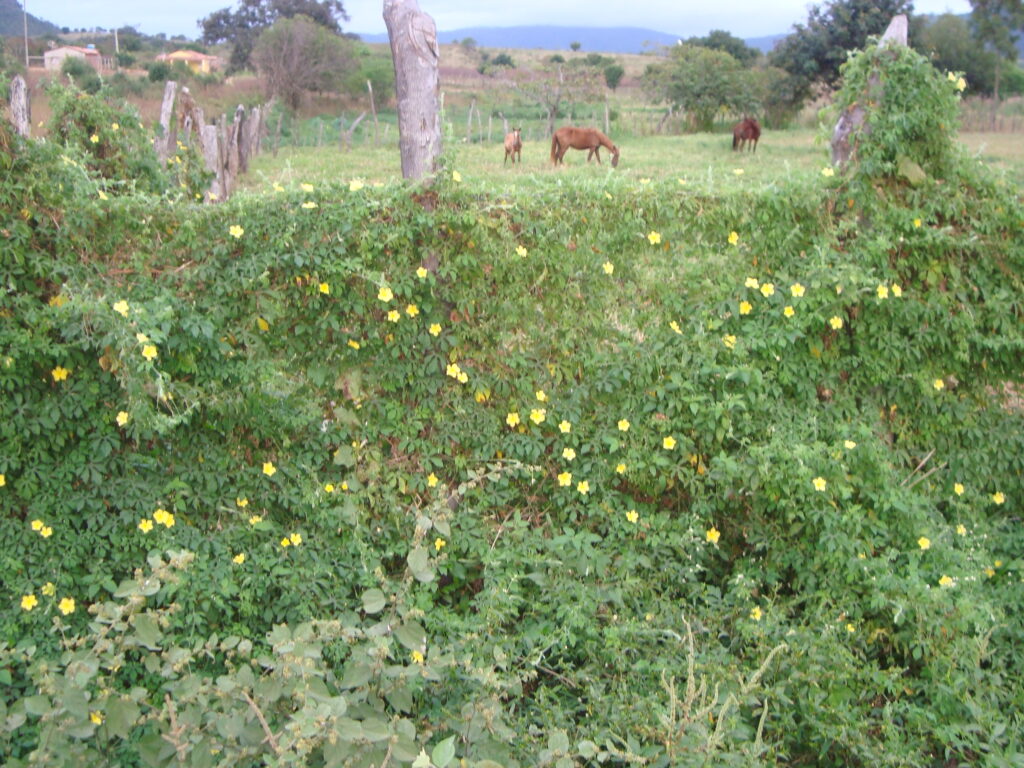FLORADAS NO SERTÃO