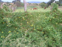 FLORADAS NO SERTÃO