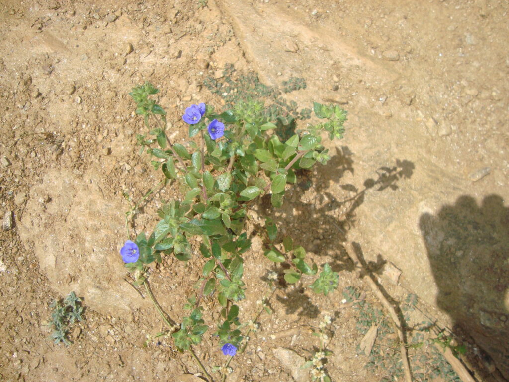 FLORADAS NO SERTÃO