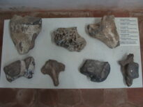 Museu do Brejo