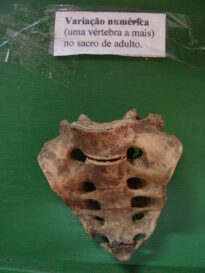 Museu do Brejo