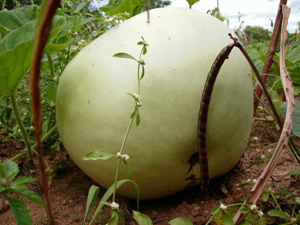 SERTÃO I