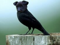 CIENTISTAS ESTÃO FAZENDO PESQUISAS COM ANIMAIS