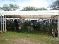 Caprinos e Ovinos em Araripina