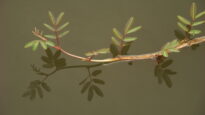Reflexos