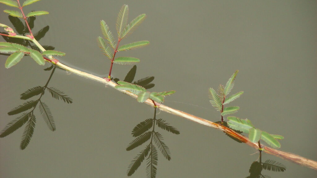 Reflexos