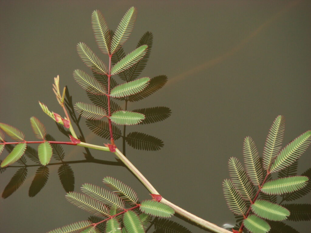 Reflexos