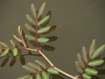 Reflexos