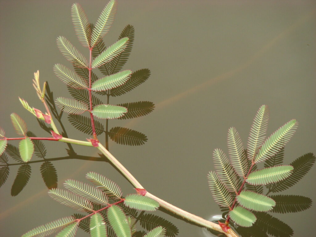 Reflexos