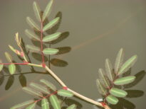 Reflexos