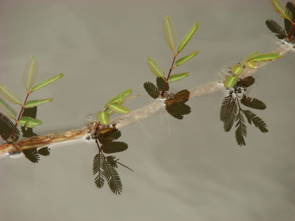 Reflexos