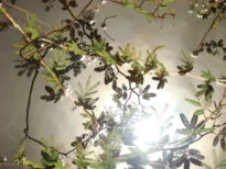 Reflexos