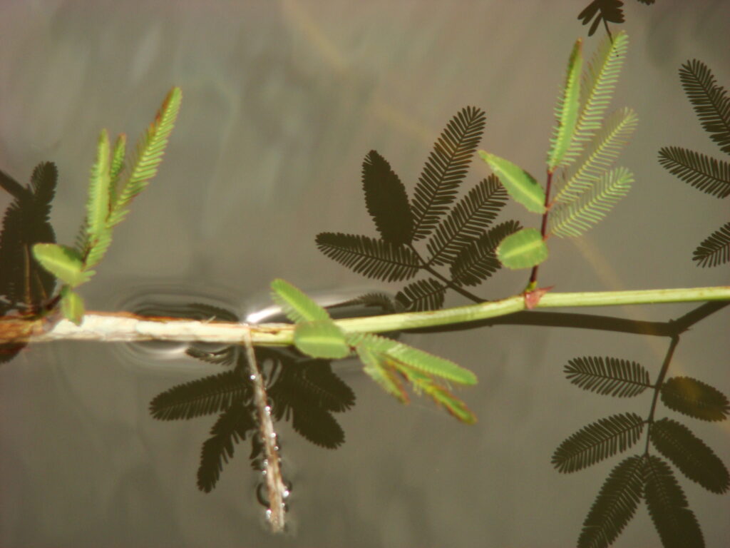 Reflexos