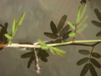 Reflexos