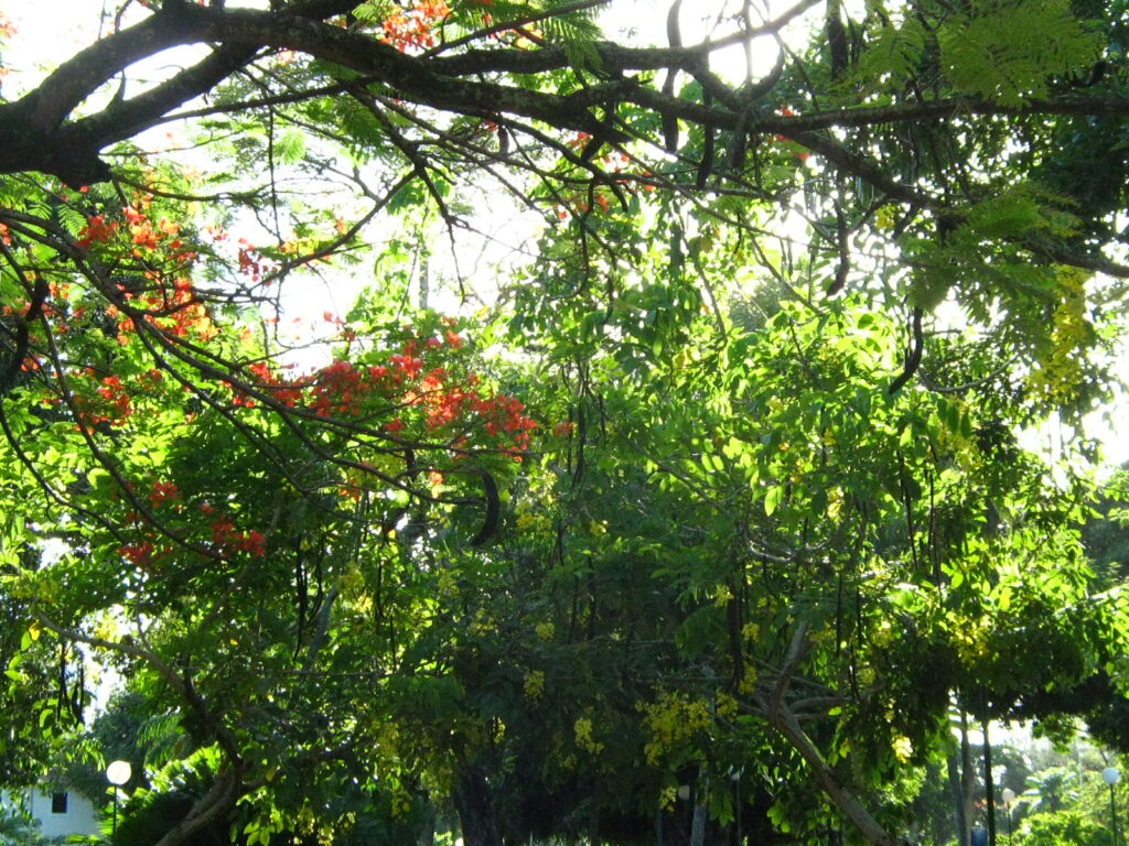 Mais um pouco de mim e meu verde....