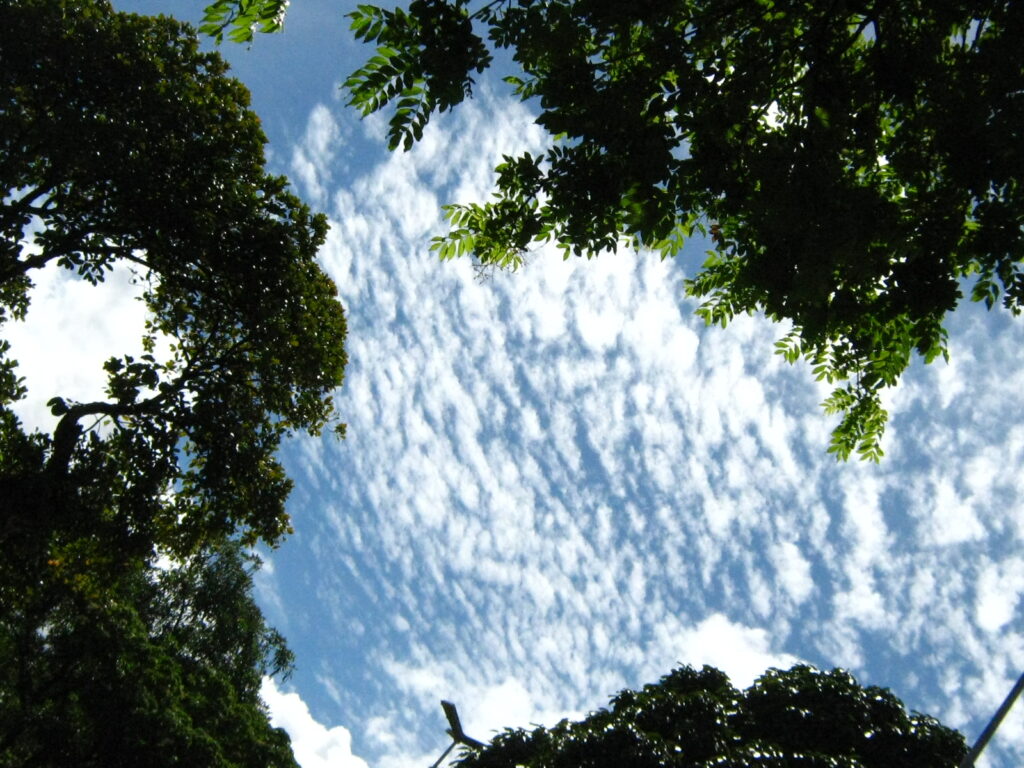 Meu céu entre minhas árvores.