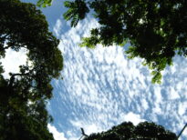 Meu céu entre minhas árvores.