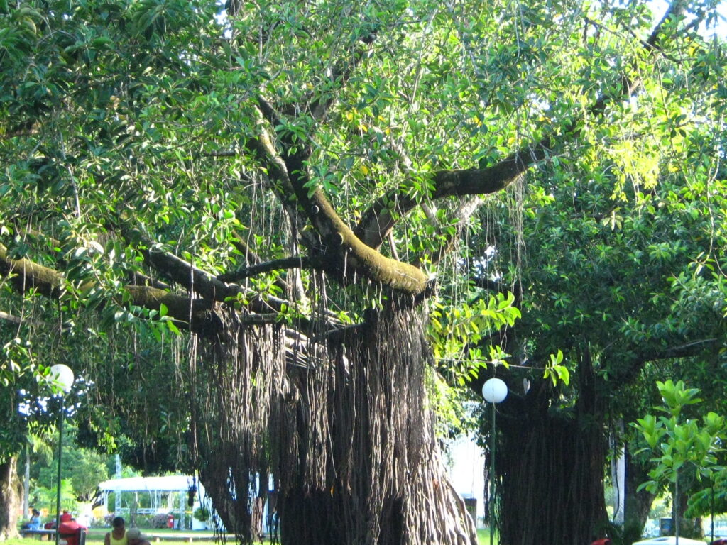 A Senhora do Parque.