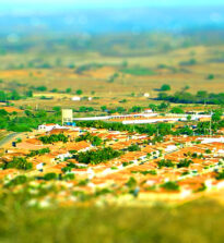 Cedro Pernambuco